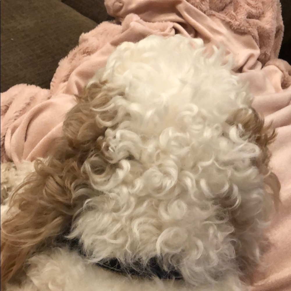 Meet your Posher, Brandi